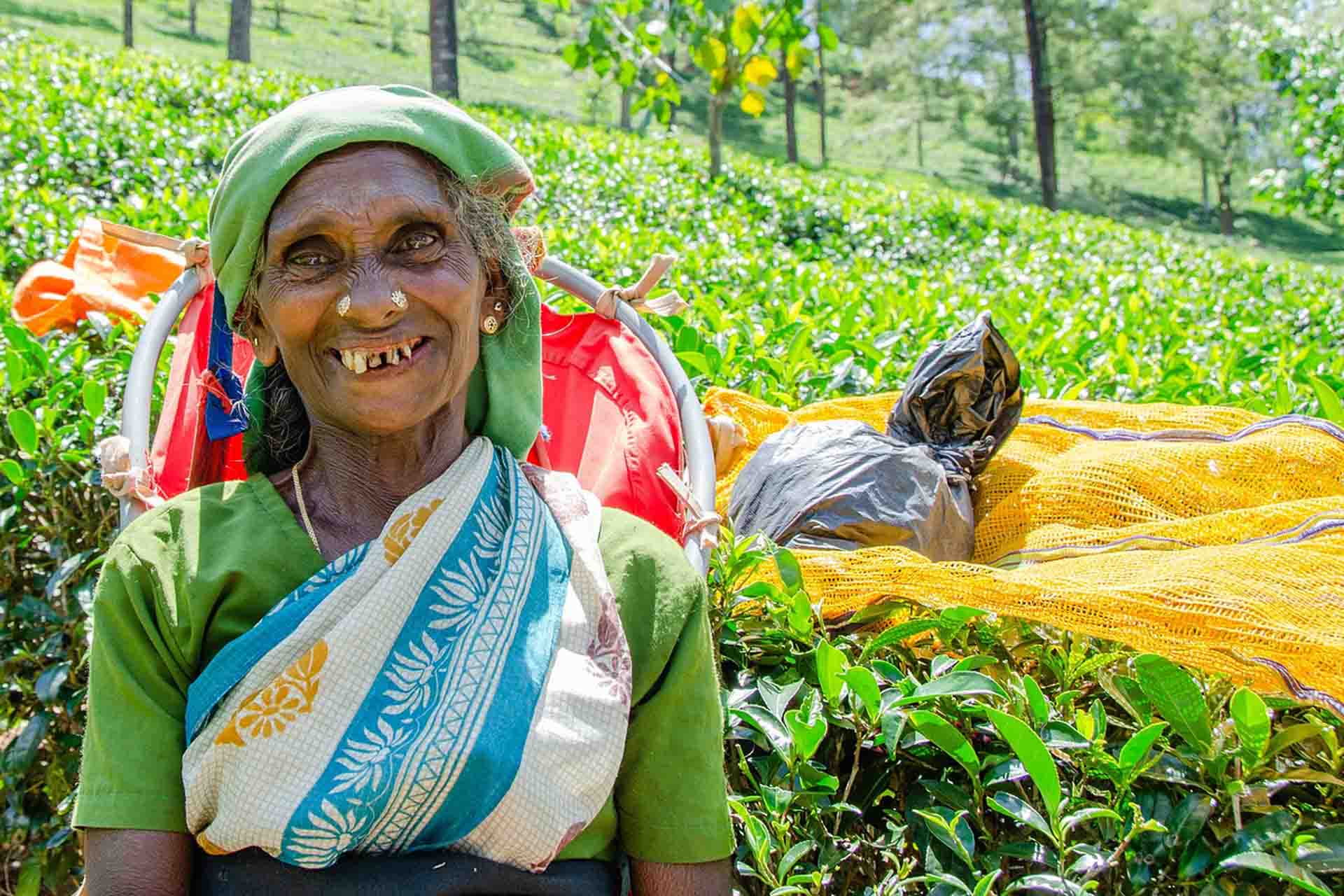 tea-picking-lady-4040047_1280 copy